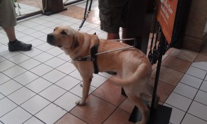 Guide Dog Jethro, handsome in his harness